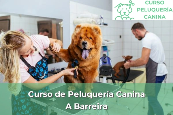 Curso de Peluquería Canina en A Coruña 3 Curso de Peluquería Canina en A Barreira