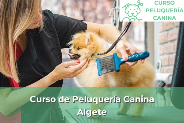 Curso de Peluquería Canina en Algete