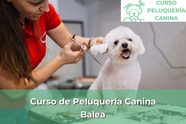 Curso de Peluquería Canina en Balea