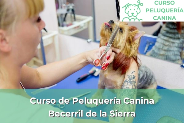 Curso de Peluquería Canina en Becerril de la Sierra
