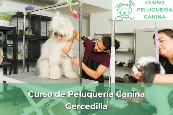 Curso de Peluquería Canina en Cercedilla
