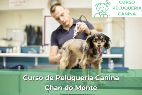 Curso de Peluquería Canina en Chan do Monte
