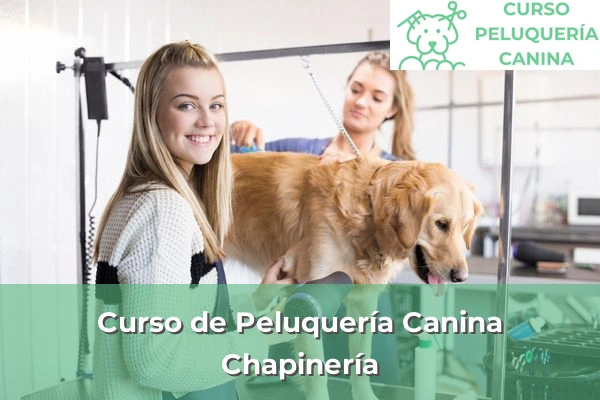 Curso de Peluquería Canina en Chapinería