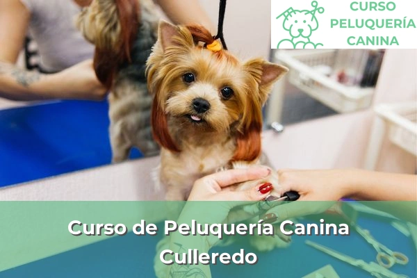 Curso de Peluquería Canina en A Coruña 26 Curso de Peluquería Canina en Culleredo