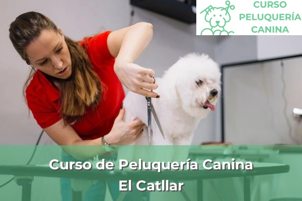 Curso de Peluquería Canina en El Catllar