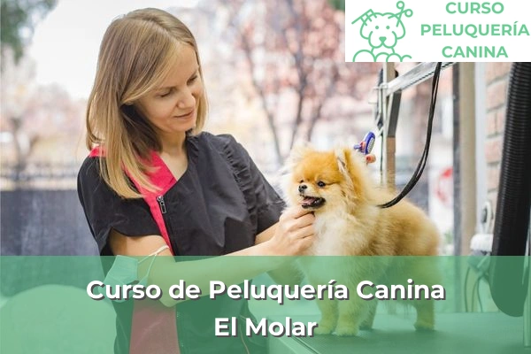 Curso de Peluquería Canina en El Molar