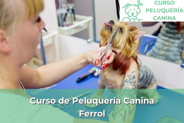 Curso de Peluquería Canina en A Coruña 27 Curso de Peluquería Canina en Ferrol