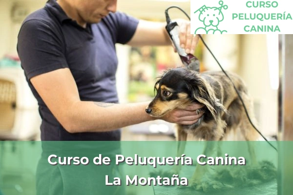 Curso de Peluquería Canina en La Montaña