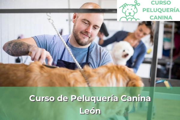 Curso de Peluquería Canina en León