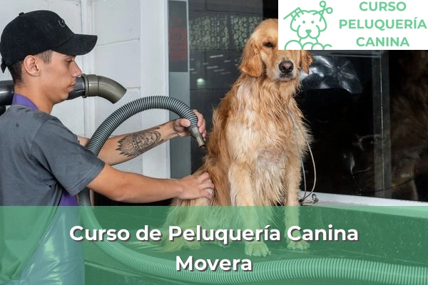 Curso de Peluquería Canina en Movera