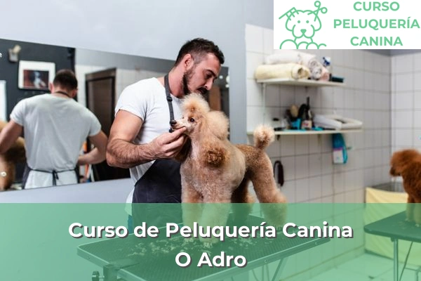 Curso de Peluquería Canina en O Adro