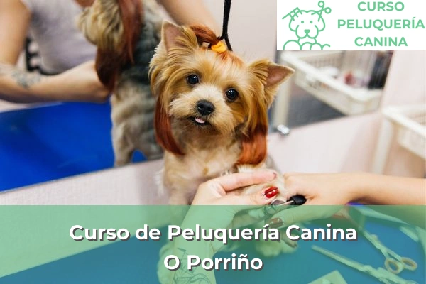 Curso de Peluquería Canina en O Porriño