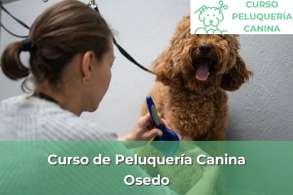 Curso de Peluquería Canina en A Coruña 44 Curso de Peluquería Canina en Osedo