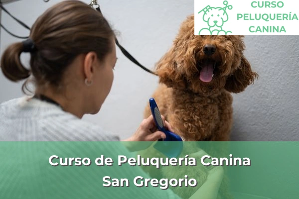 Curso de Peluquería Canina en San Gregorio