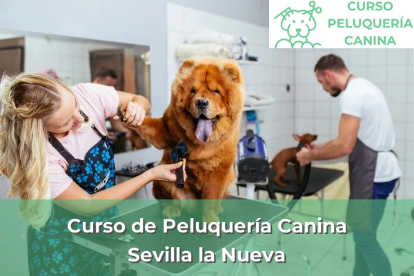 Curso de Peluquería Canina en Sevilla la Nueva