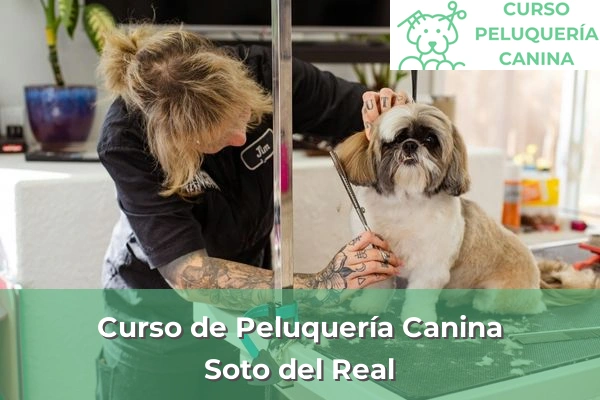 Curso de Peluquería Canina en Soto del Real