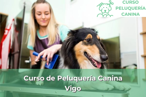 Curso de Peluquería Canina en Vigo